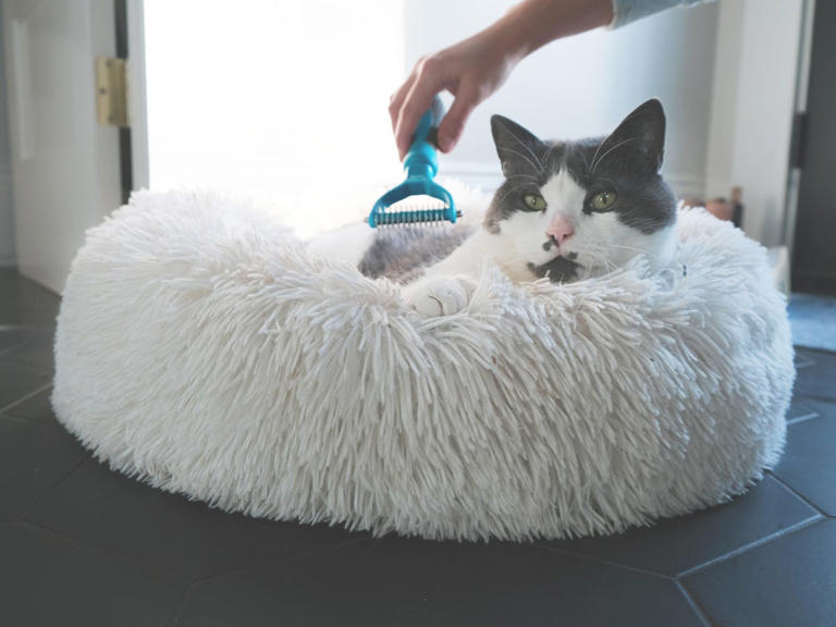 The best cat brushes we tested for every coat type
