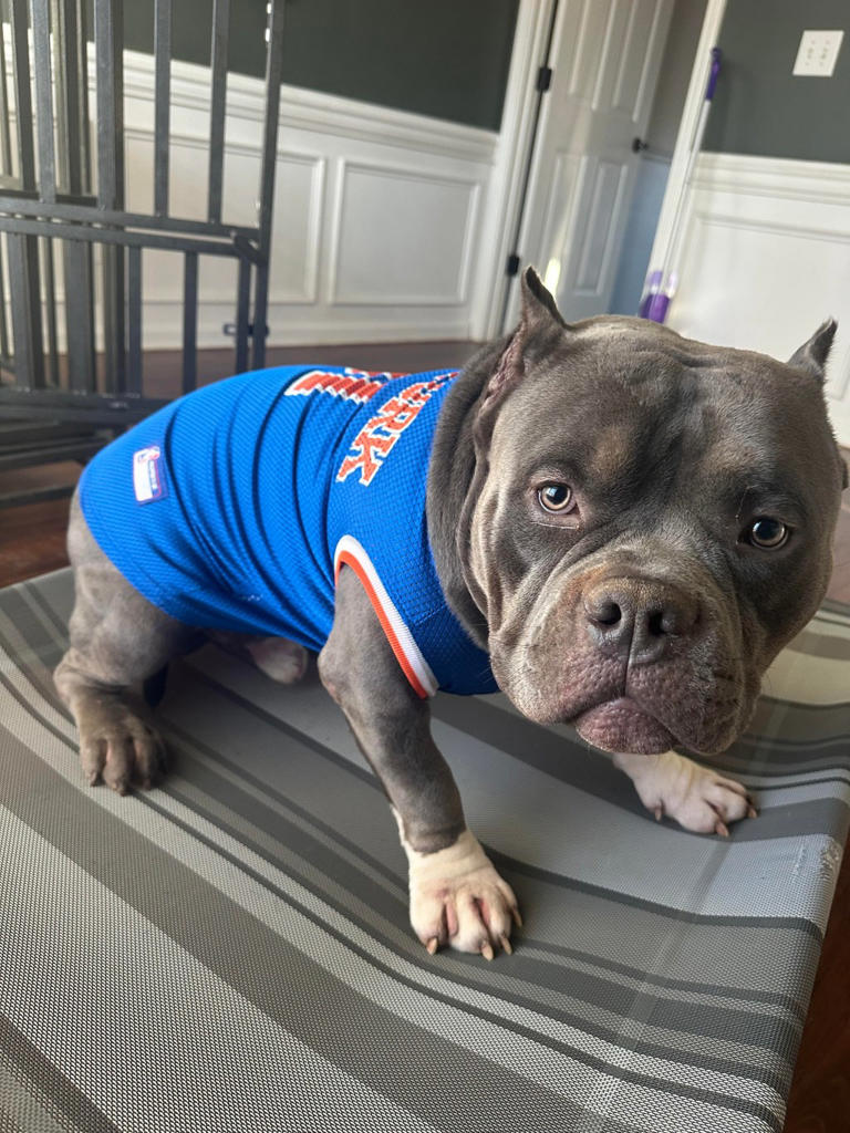 Dogs named Brunson are ready to watch the Eastern Conference finals ...