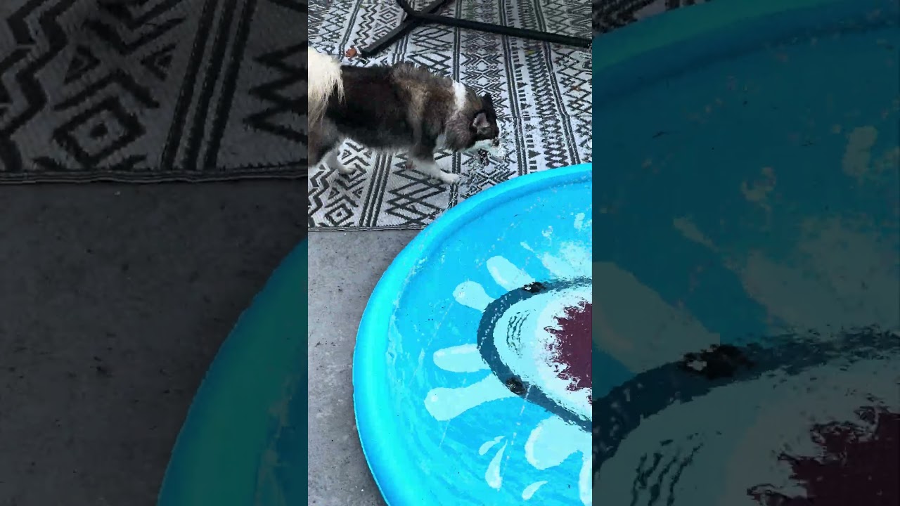 These two animals turn a simple pool into pure fun