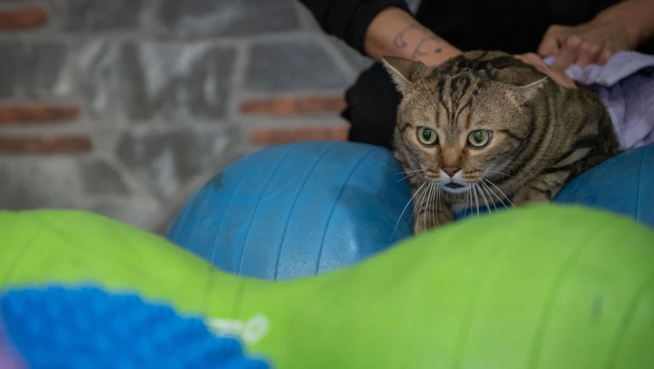 Helping your cat shed extra fluff safely