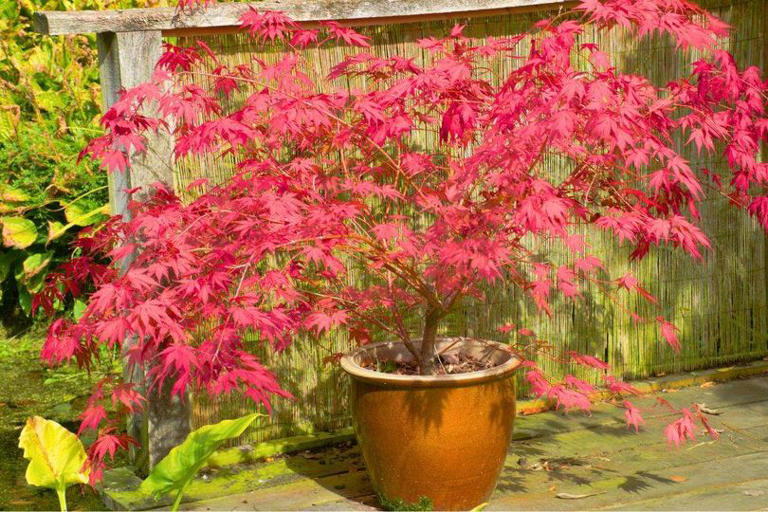 Japanese maples will grow better leaves in UK gardens if you sprinkle a ...
