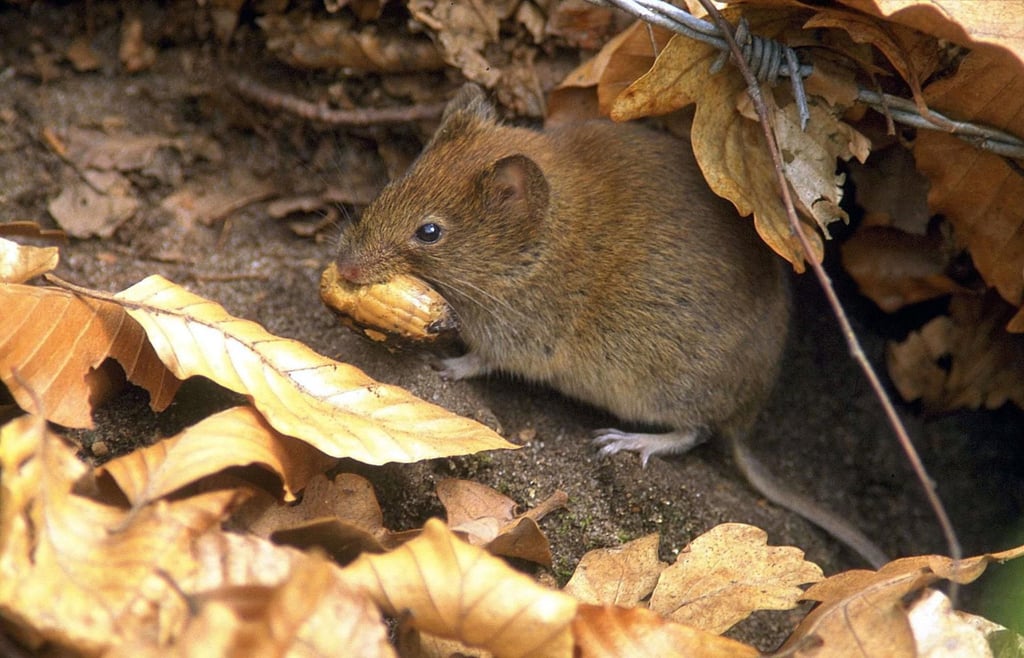 What Is The Largest Living Thing On Planet Earth