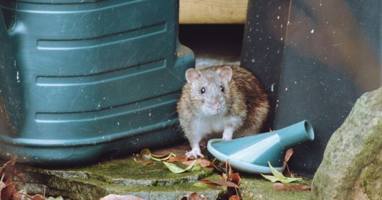 Ces plantes éloignent les rats du jardin et du potager