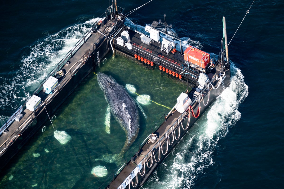 Humpback Whale Dies After Major Rescue Effort