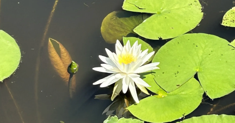 This small-town state park in South Carolina feels like a local secret