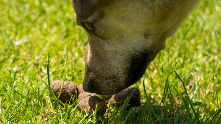 Why your dog might eat its own poop, according to science