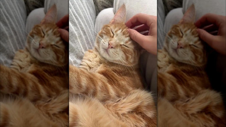 Sweetly purring ginger cat is 'made of velcro and love'