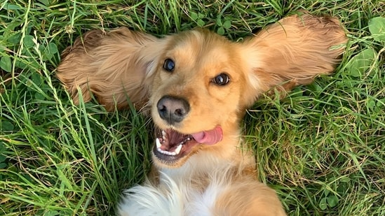 Dogs accidentally eating owners’ weed sparks sharp rise in ER vet visits