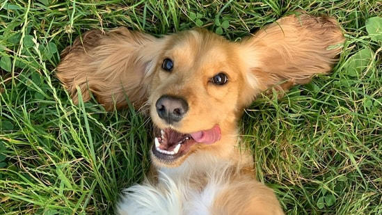 Dogs accidentally eating owners’ weed sparks sharp rise in ER vet visits