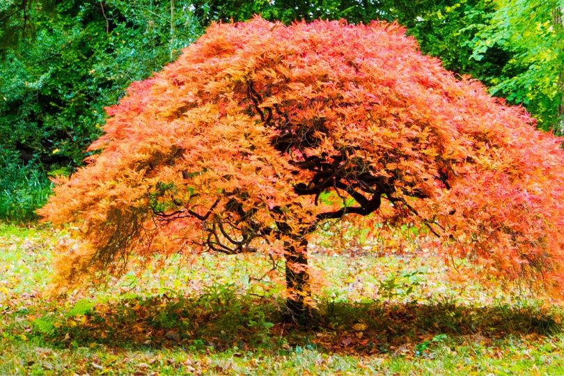 Japanese maples will grow better leaves in UK gardens if you sprinkle a ...