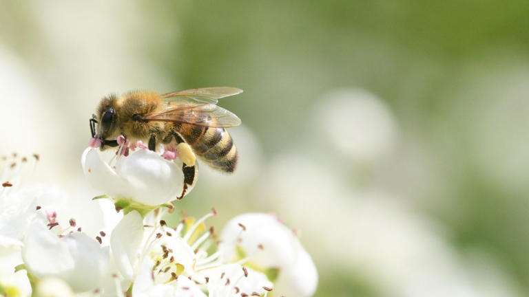 This mason bee house is going to boost my summer harvests: Pollinators ...
