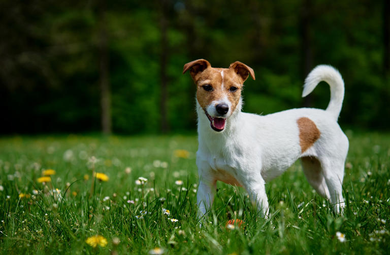 Jack Russell Terrier : un petit chien loyal et courageux