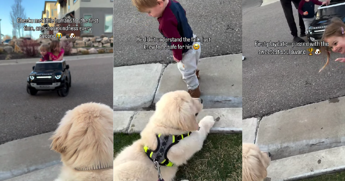 Golden retriever puppy is scared of little boy but comforts him when he ...