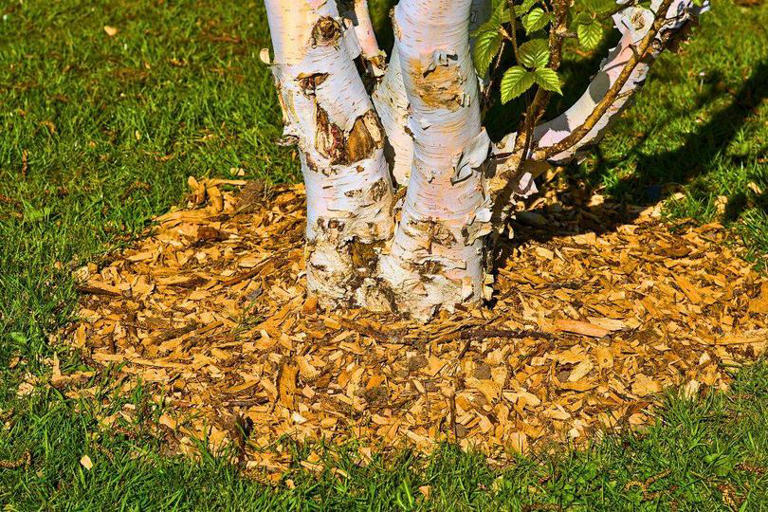 Japanese maples will grow better leaves in UK gardens if you sprinkle a ...
