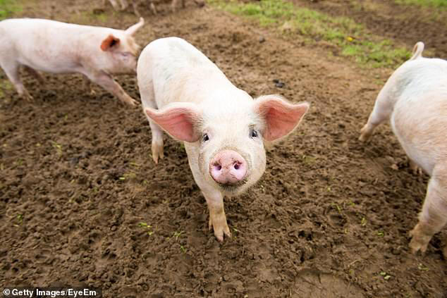 Farmers' desperate plea as plunging prices threaten future of ...