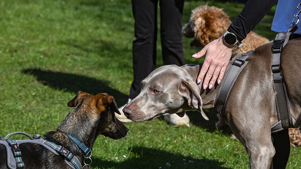 Research shows dogs more inclined to assist humans