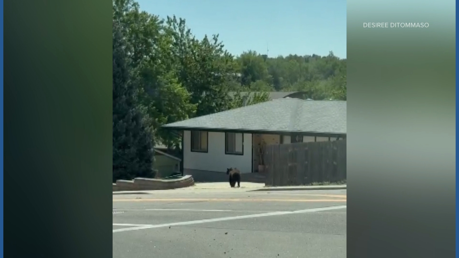 Bear spotted roaming in Wheat Ridge neighborhood