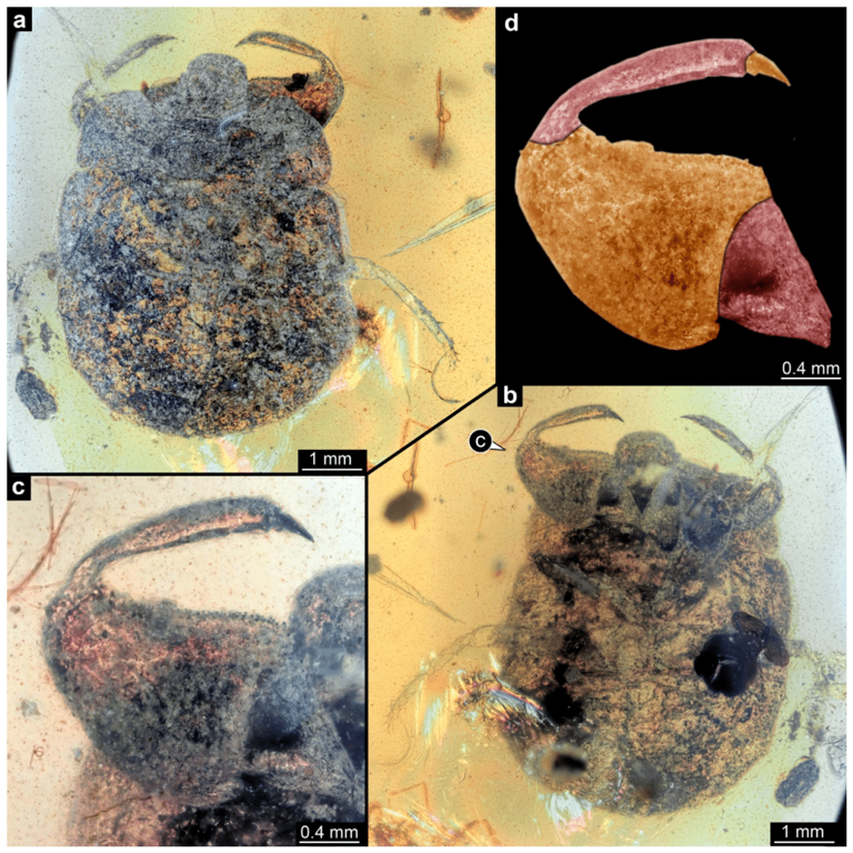 Scientists Discover 100-Million-Year-Old Fossil Tiny Creature Trapped ...