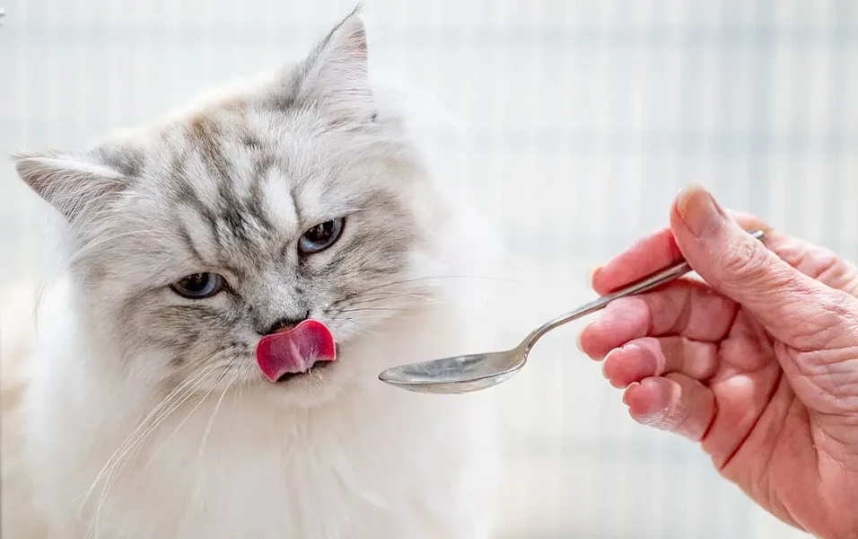 Helping your cat shed extra fluff safely