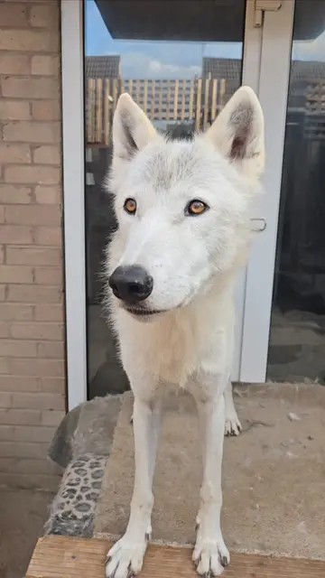 This white wolf is perfect exactly as he is