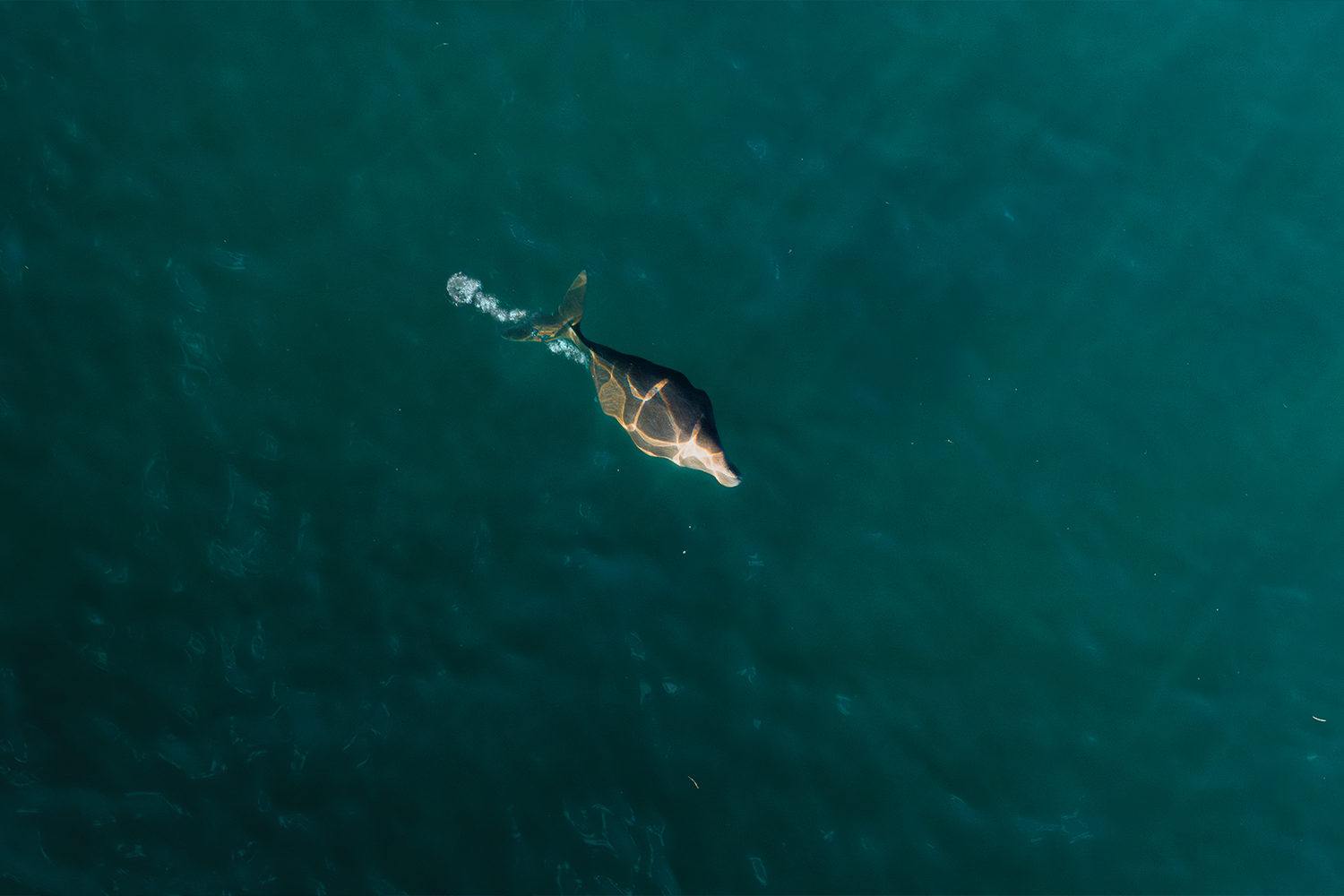 Mind-bending theory as bubbles surround unknown sea creature near Australia's shore