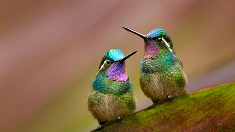 The pretty perennial ground cover that boosts soil & attracts hummingbirds
