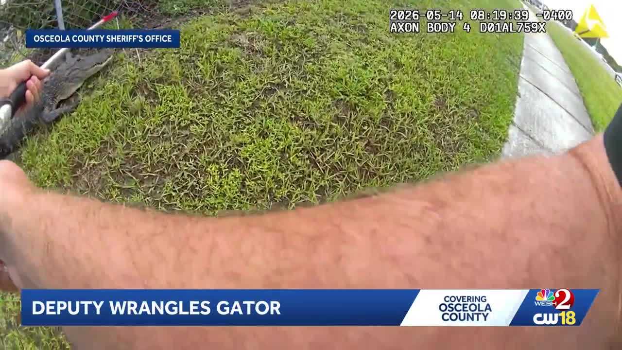 Bodycam video shows Osceola deputies wrangle alligator