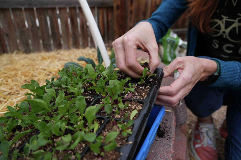 Growing your own food with less water, even in a drought