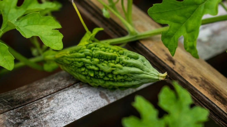 What is karela called in English?