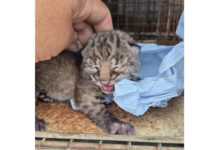 Tiny bobcat kitten rescued after vulture attack in South Texas