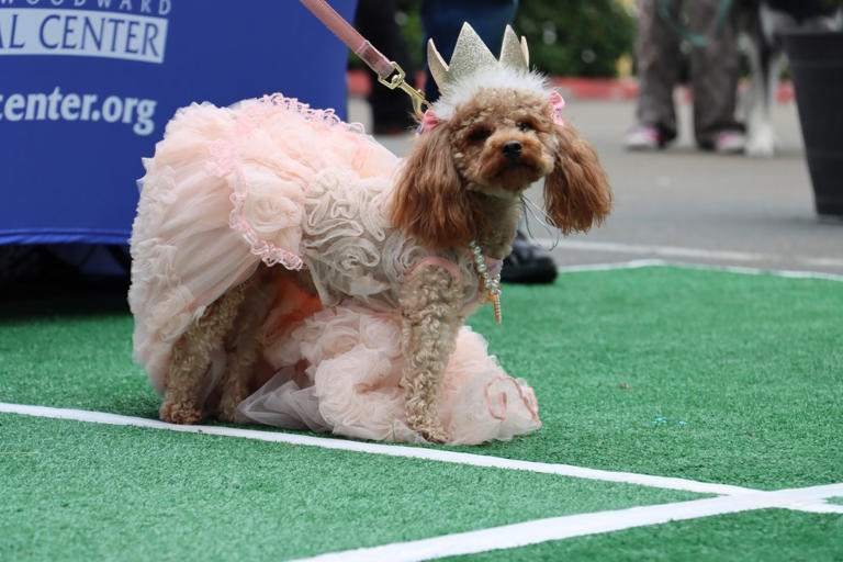 Helen Woodward Animal Center hosts puppy prom at McGregor’s