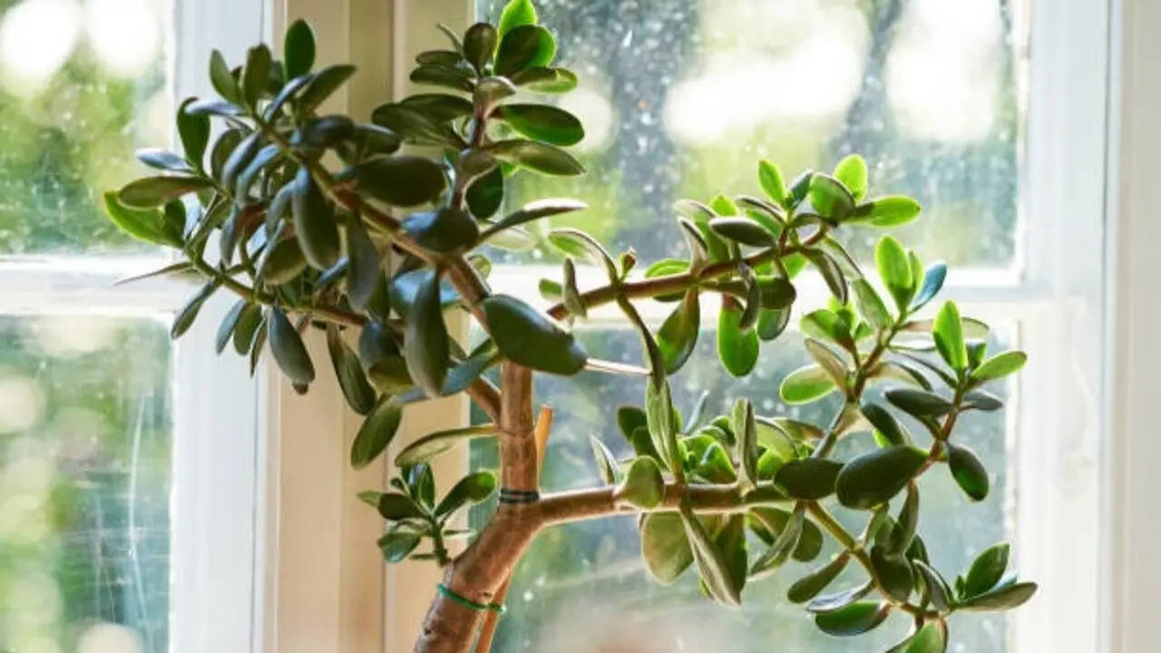 are jade plants succulents Jade Plant (Crassula Ovata)  Lakewood Plant Company