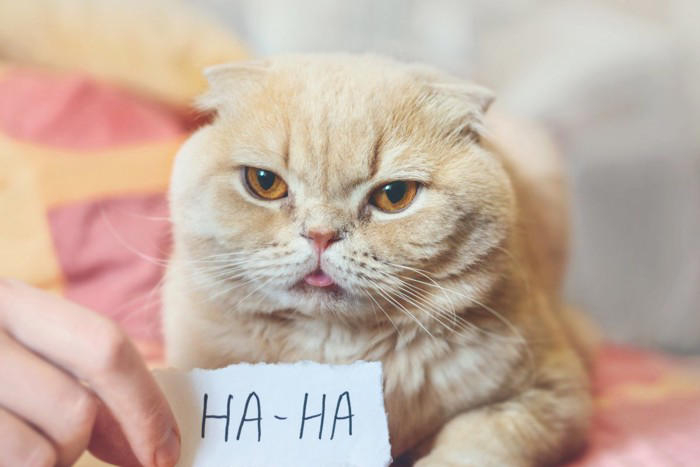 猫が飼い主を『からかっている』ときにみせるサイン4つ ちょっかいを出す心理や接し方のポイント