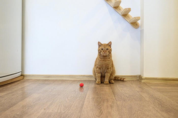 猫が飼い主を『からかっている』ときにみせるサイン4つ ちょっかいを出す心理や接し方のポイント