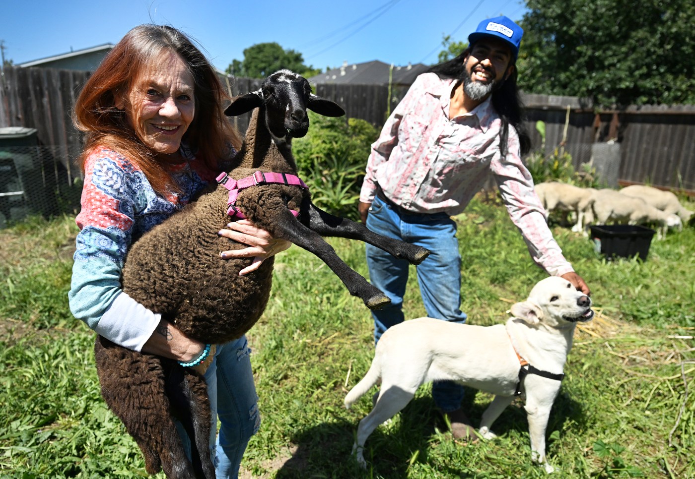 ‘Wooly Whackers’ offer rentable sheep for grazing services