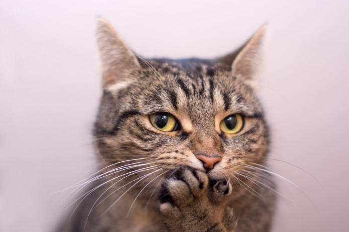 猫が飼い主を『からかっている』ときにみせるサイン4つ ちょっかいを出す心理や接し方のポイント