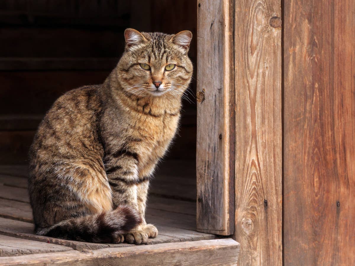 Retired barn cat forms unlikely bond with taxidermy bobcat, leaves ...