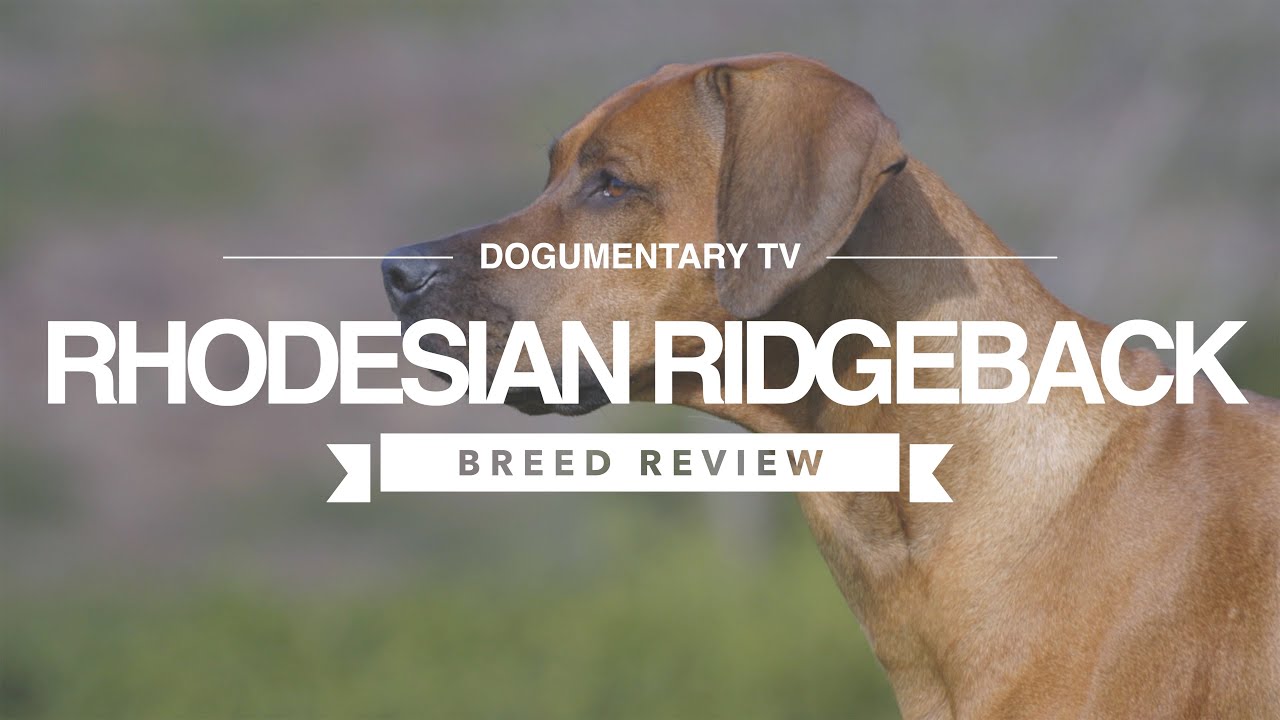 Rhodesian ridgeback breed review