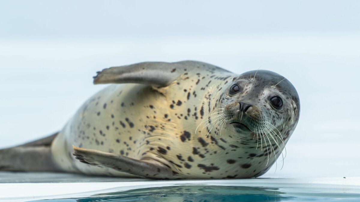 ｢老衰｣ではなかった？ 丸くてぬるぬる…水族館の人気者28歳のアザラシを解剖して初めてわかった"本当の死因"