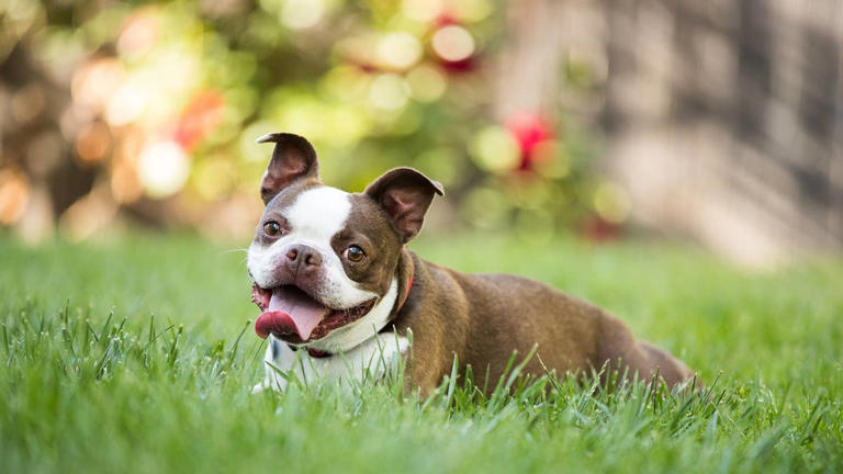7 best dog breeds for small yards, according to pet experts