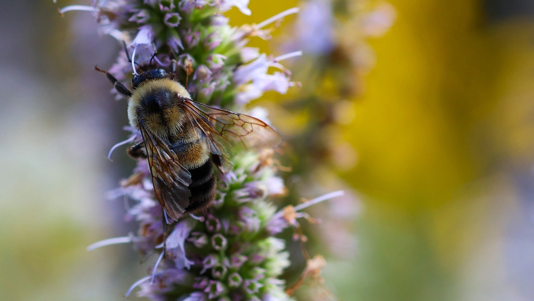 Turn your yard into a pollinator paradise