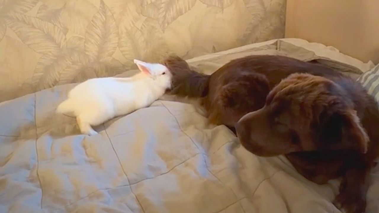 Annoying rabbit tests the limits of friendship with dog