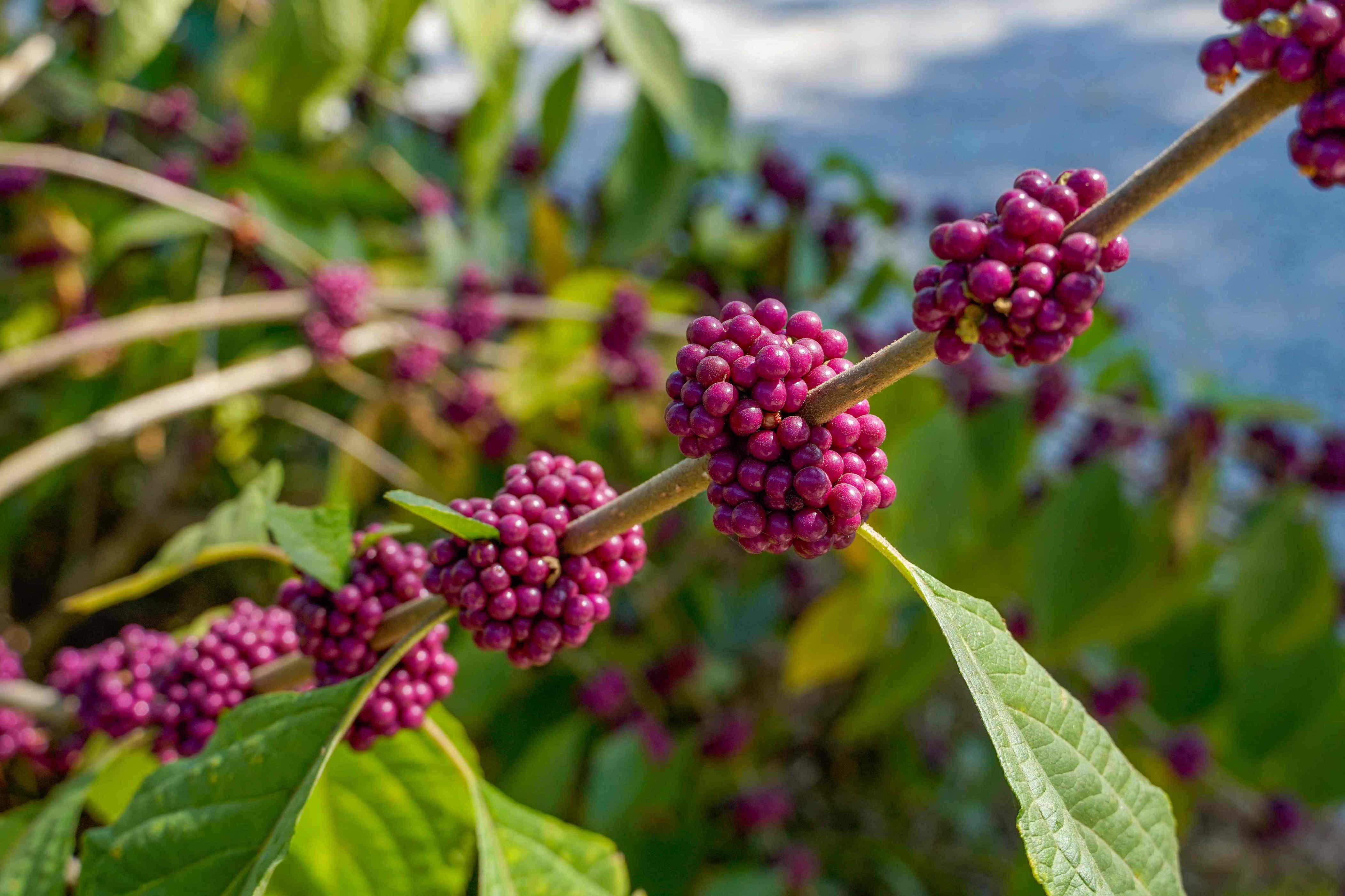 The 5 easiest berry bushes to plant now for fresh, homegrown fruit year ...