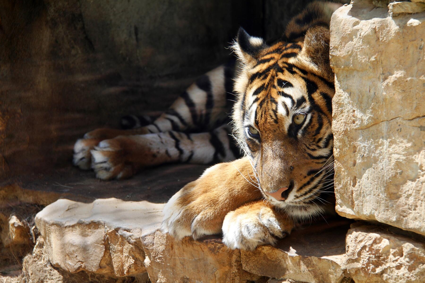 Tiger aus privater Anlage in Deutschland entlaufen: Raubkatze erschossen