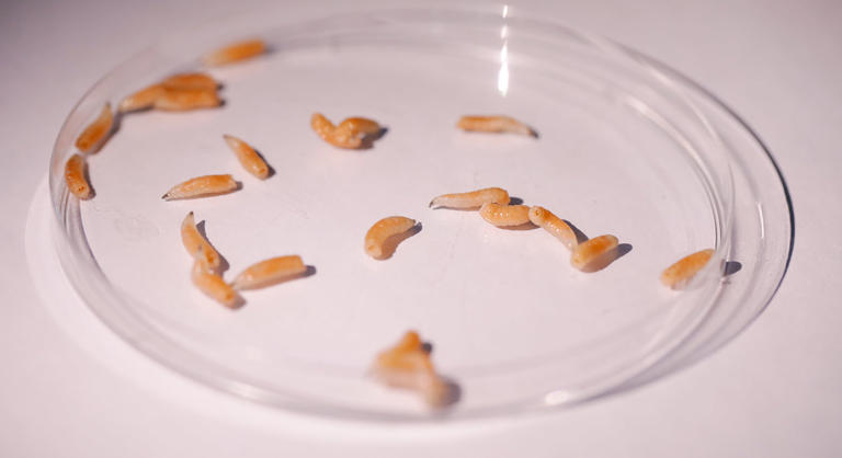 Good news: You don’t need surgery. But you’ll have to apply maggots to ...