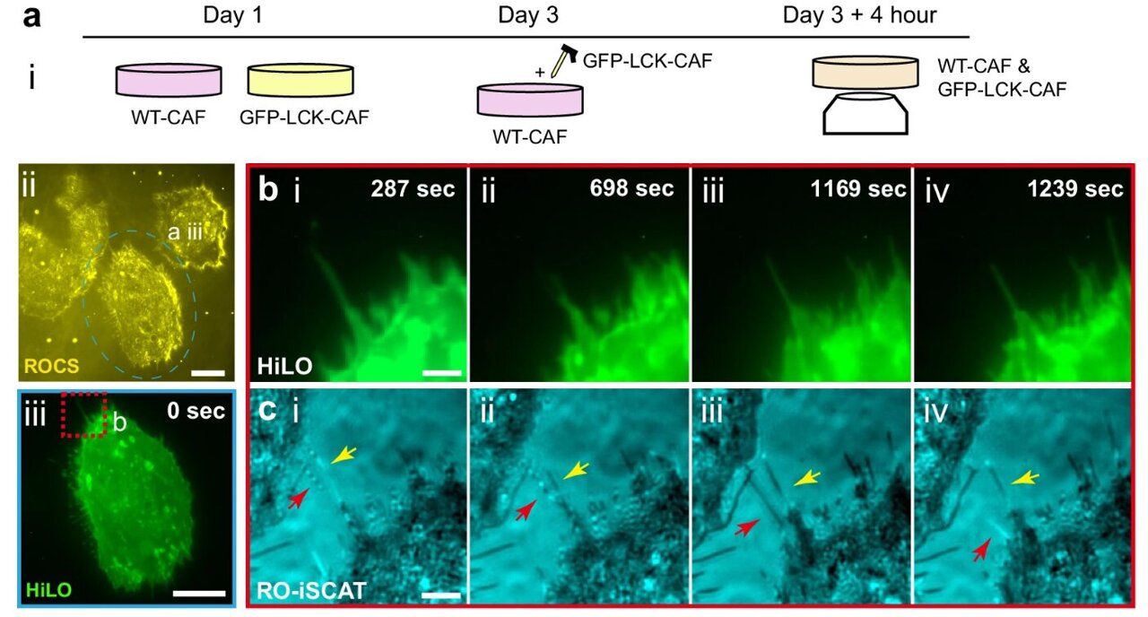 Hidden cell networks emerge in 3D as new nanoscopy tracks living bridges