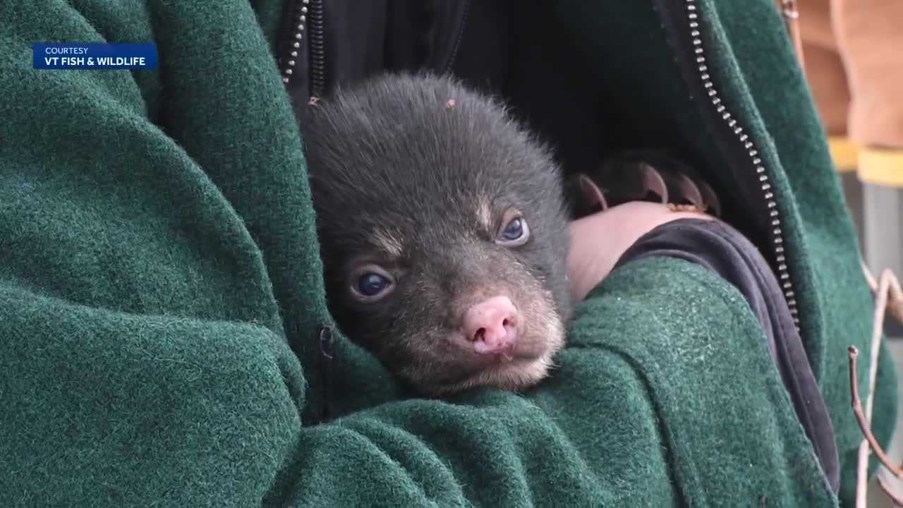 Inside the bear den: Scientists examine black bears and bear cubs to ...