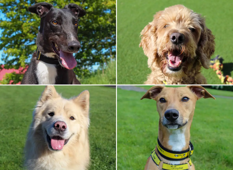 These 19 lovable Dogs Trust canines looking for their forever homes in ...