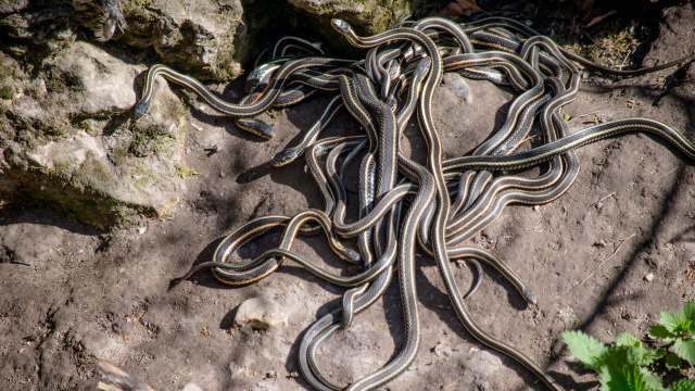 World's largest snake gathering undergoes 'mating ball' ritual open to ...