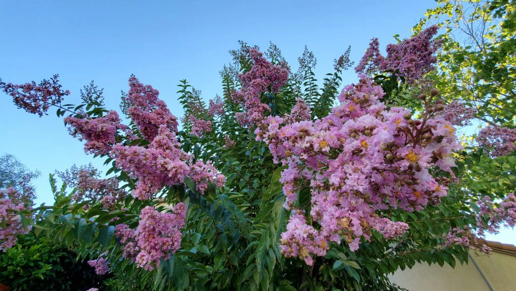 Crape myrtle care made simple for stunning blooms